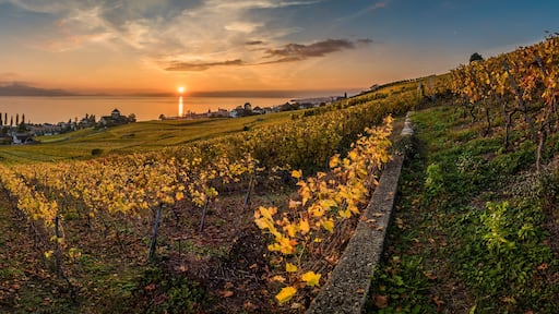 Sunset and panorama over vineyards in Lutry
