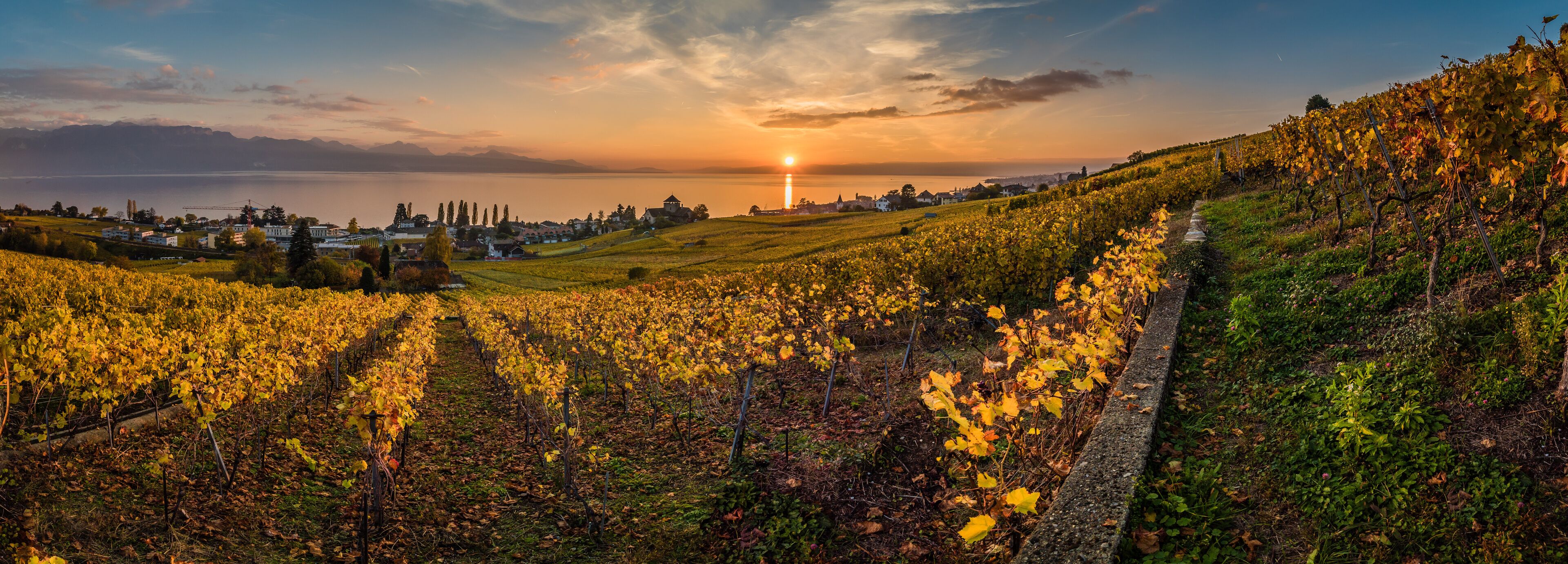 A vineyard at sunset with a town in the background.