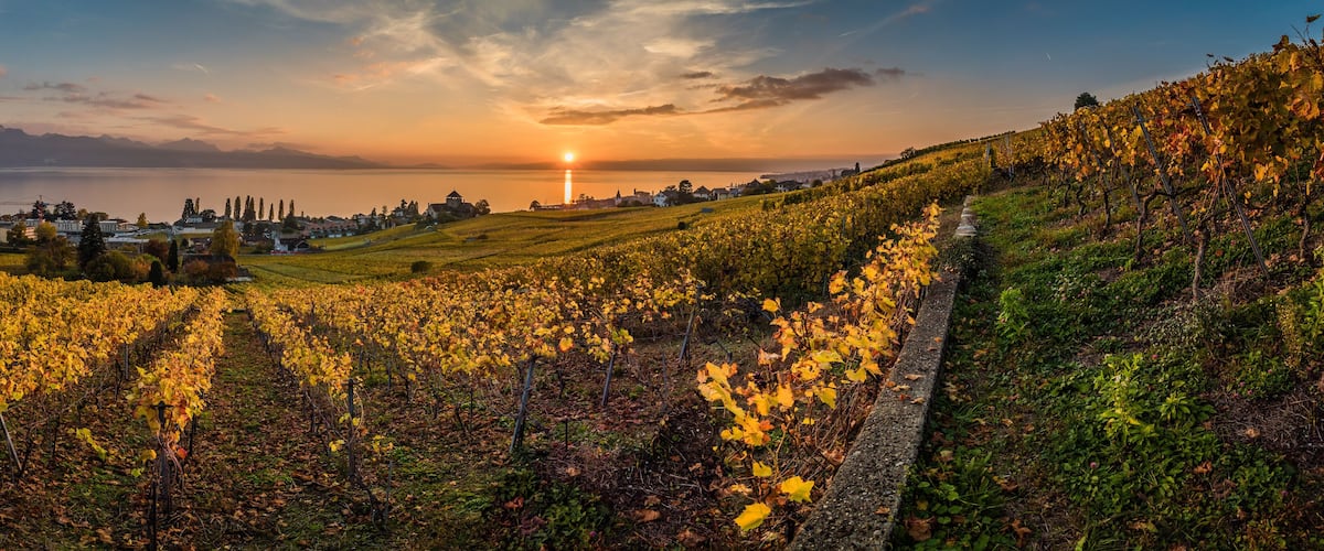 A vineyard at sunset with a town in the background.