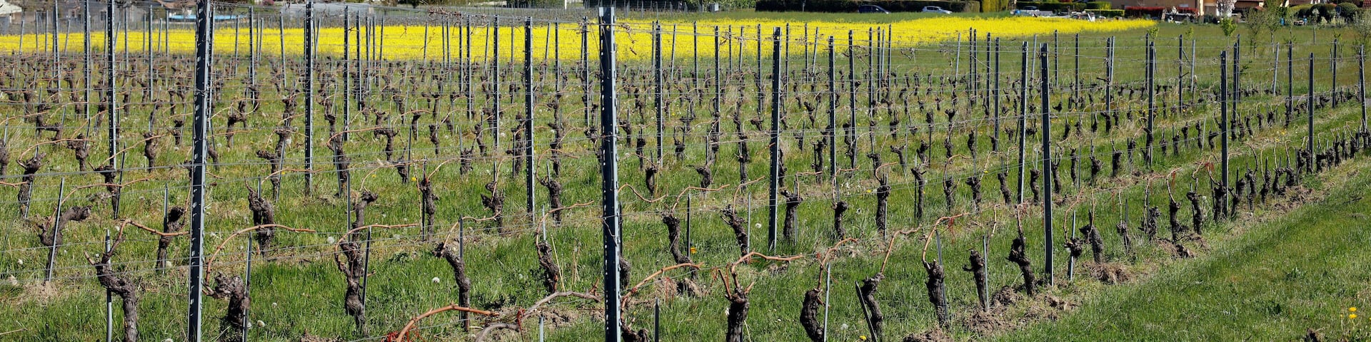 Vignes et maisons d'Etoy au printemps