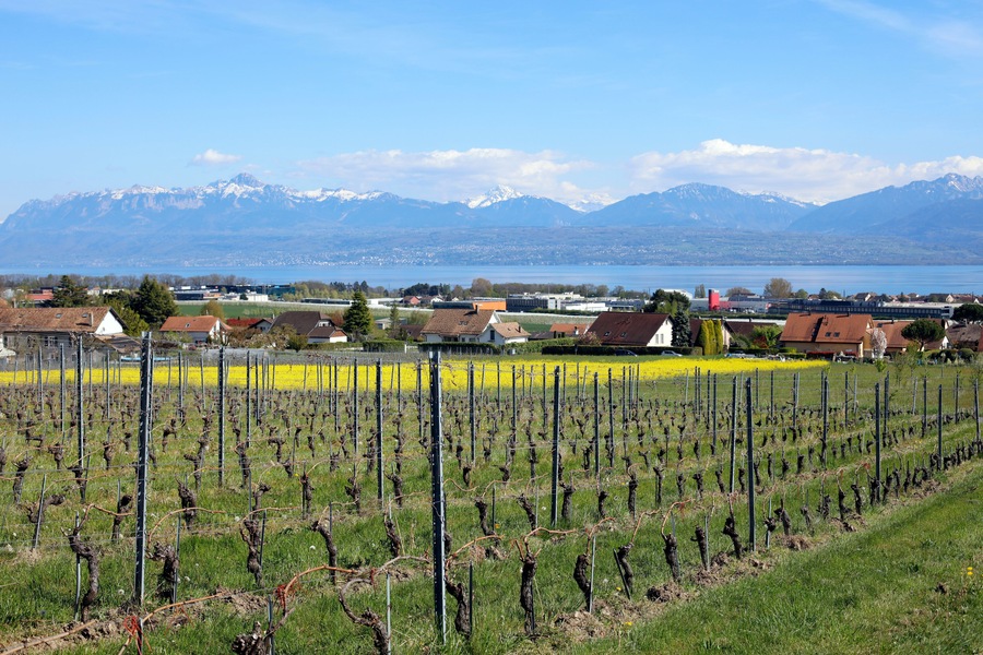 Vignes et maisons d'Etoy au printemps