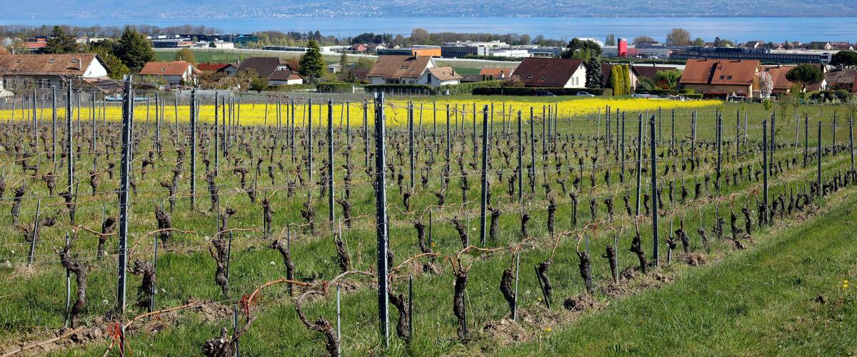 A vineyard with rows of grapevines, a town with houses and a lake, and snow-capped mountains in the background.