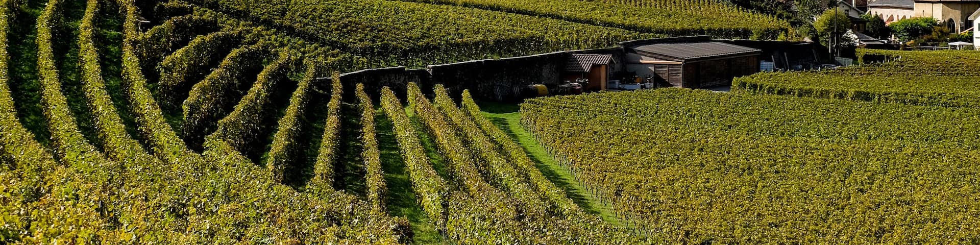 Switzerland is a paradise for castle lovers like me! And fortunately, they are for the most part now museums. Chateau d'Aigle is no exception and is home to the Vine and Wine Museum, and is surrounded by vineyards. A must see for wine lovers, and why not stop by one of the wine makers and have a taste of Swiss wine? #MyBackyard