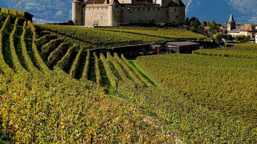 Switzerland is a paradise for castle lovers like me! And fortunately, they are for the most part now museums. Chateau d'Aigle is no exception and is home to the Vine and Wine Museum, and is surrounded by vineyards. A must see for wine lovers, and why not stop by one of the wine makers and have a taste of Swiss wine? #MyBackyard