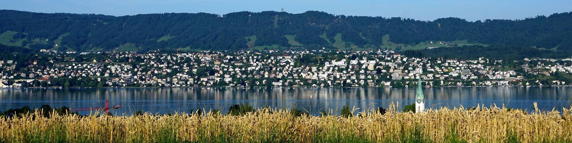Wald in Zollikon in der Schweiz