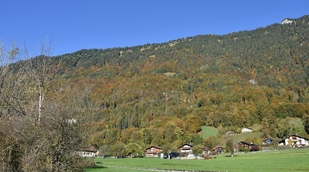 Alpine Forest Mountain Slope in Autumn in Ringgenberg near Interlaken, Switzerland 2