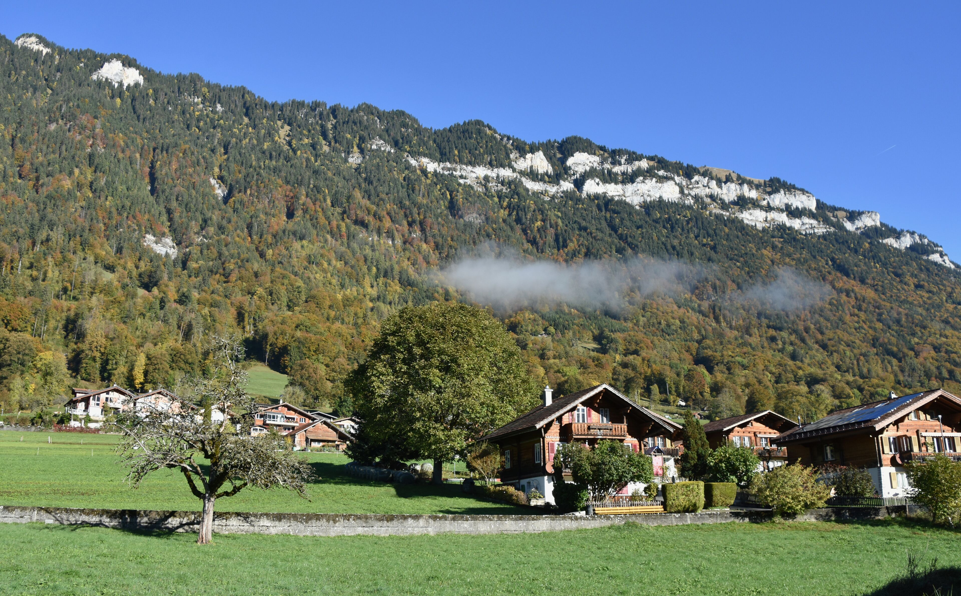 Alpine Forest Mountain Slope in Autumn in Ringgenberg near Interlaken, Switzerland