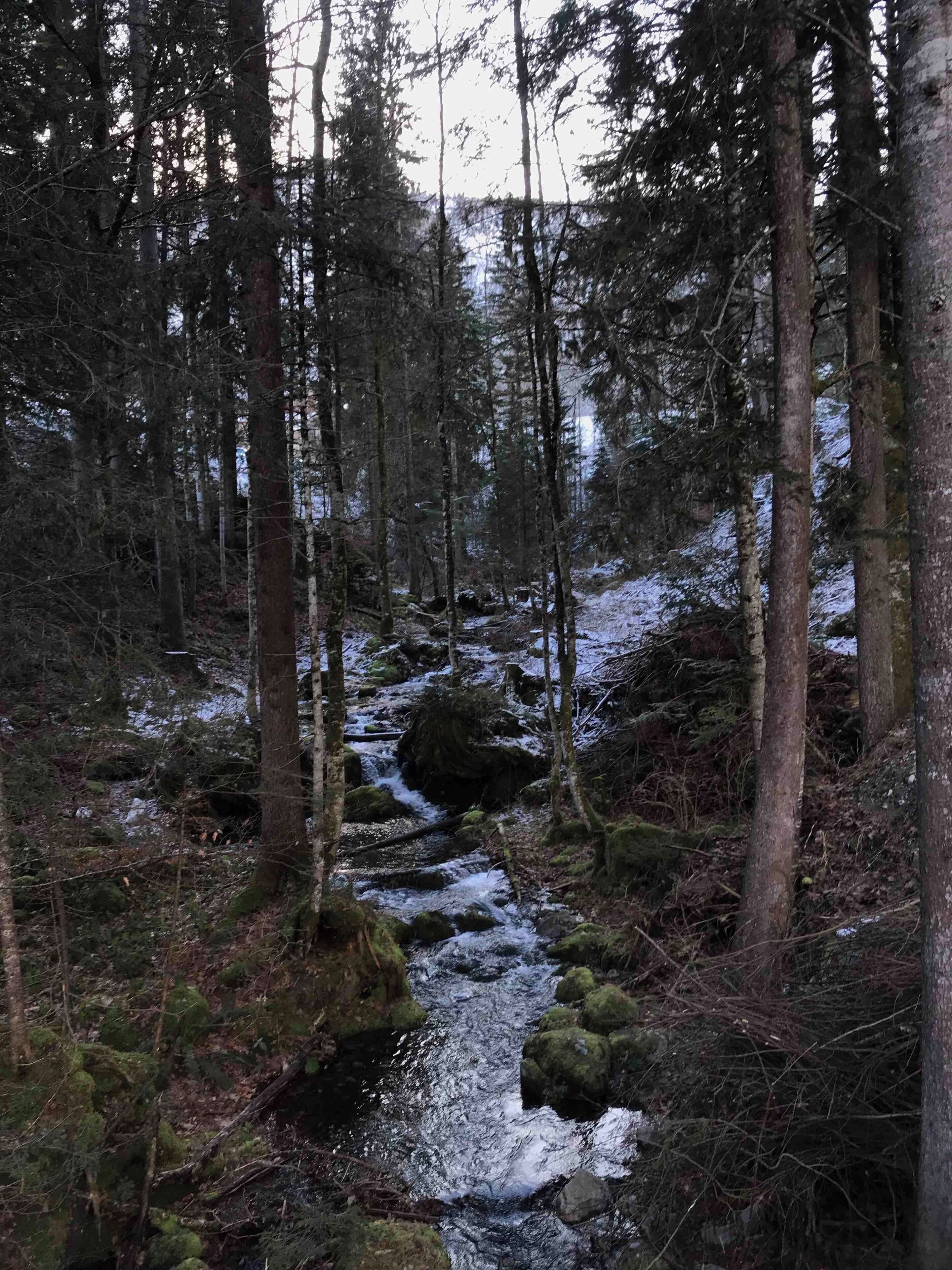 A forested stream with moss-covered rocks and tall trees.