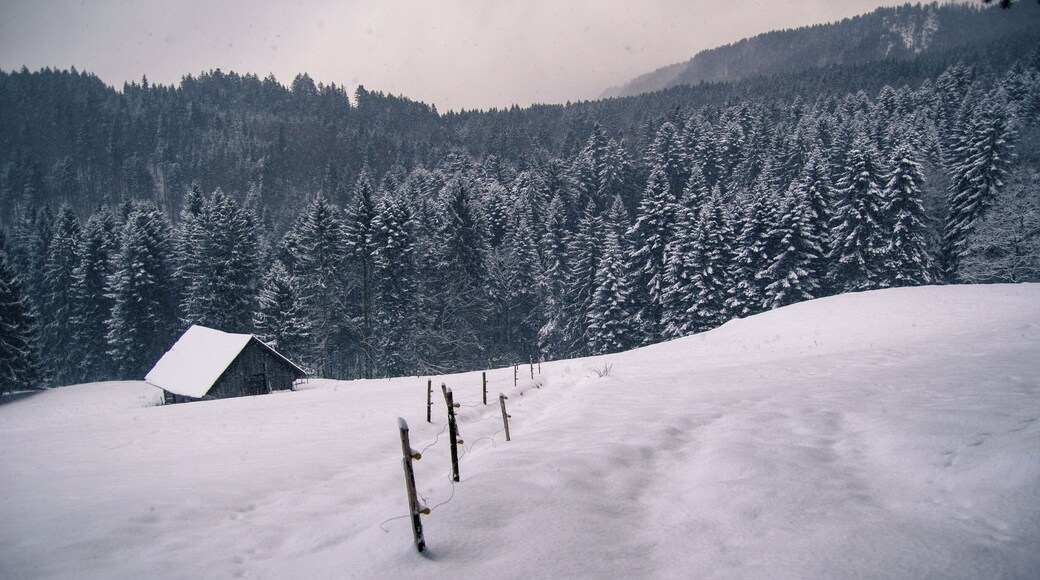 Winter hiking in Fiesch, enjoy the beautiful scenery along the way!