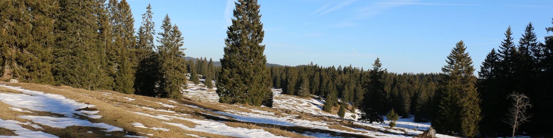 A snowy landscape with patches of grass and a forest in the background.