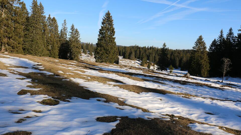 A snowy landscape with patches of grass and a forest in the background.