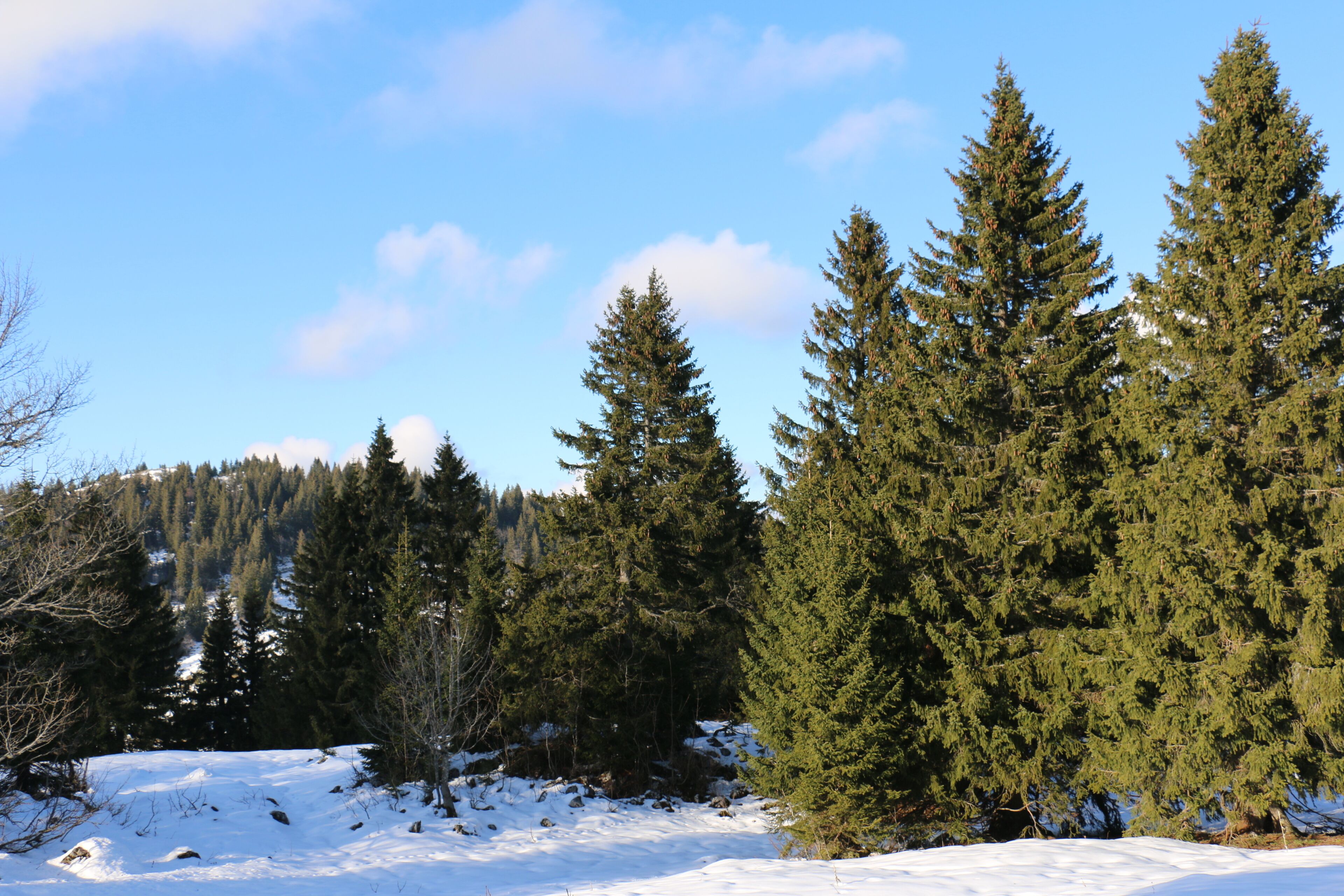 Le Noirmont, a mountain of the Jura, located north of Saint-Cergue in the canton of Vaud.