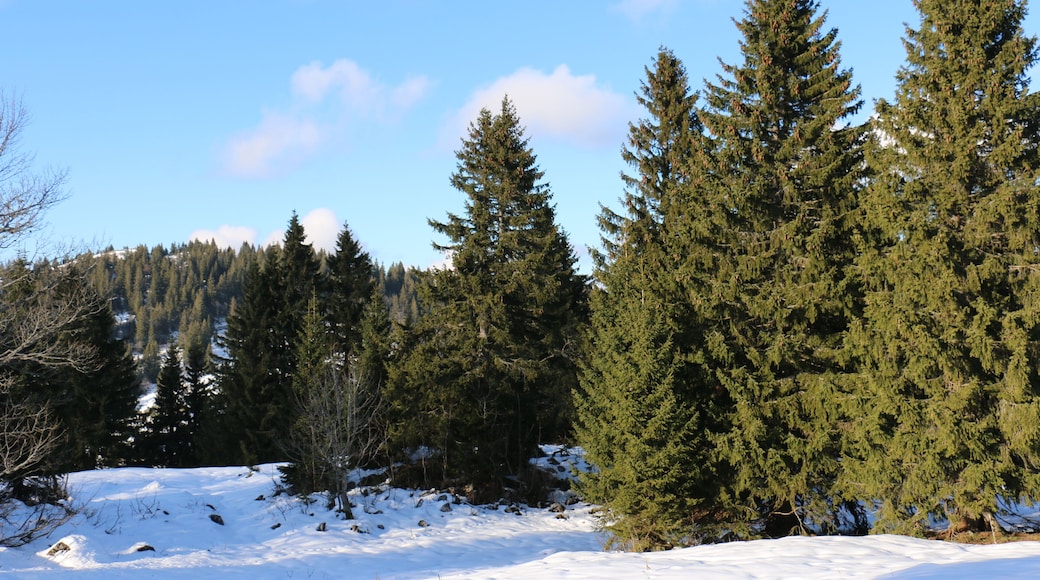 Le Noirmont, a mountain of the Jura, located north of Saint-Cergue in the canton of Vaud.