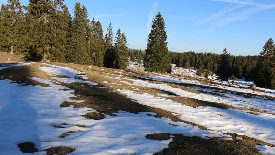 A snow-covered landscape with a mix of evergreen trees and open grassy areas.