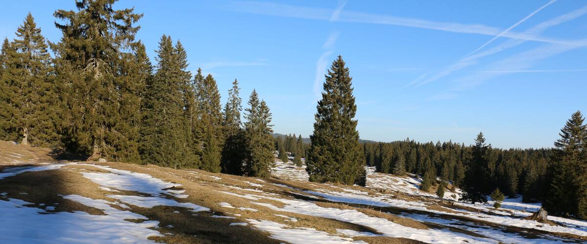 A snow-covered landscape with a mix of evergreen trees and open grassy areas.