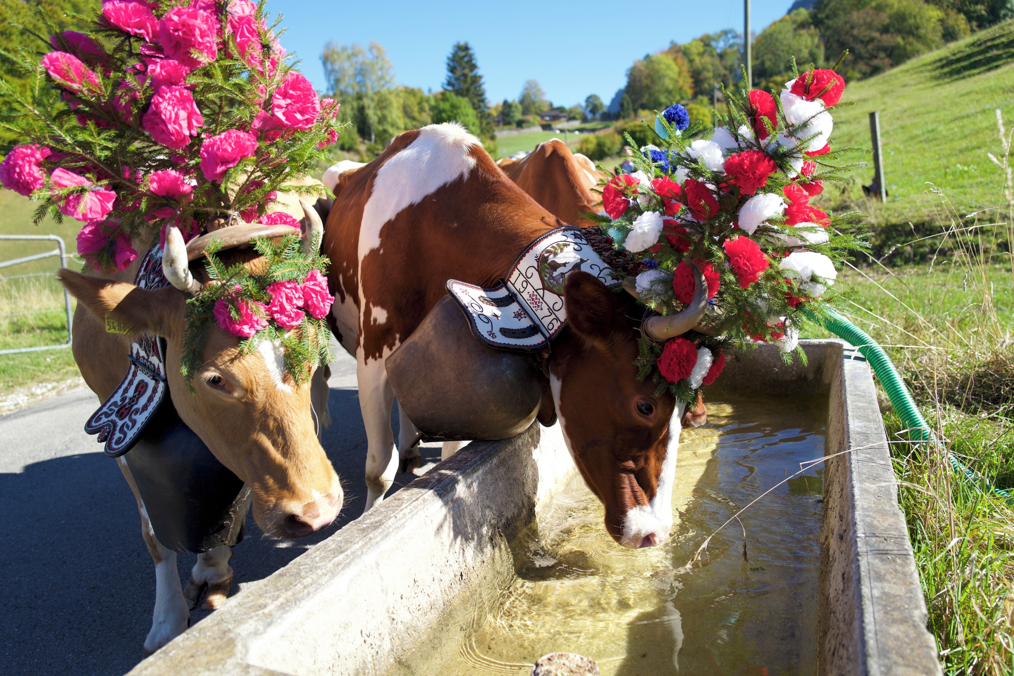 Deux reines qui après une longue descente de l'alpage (désalpe) ont soif. Photo prise le 15 octobre 2018 avec un Leica Q 28mm fixe et posté sans aucune retouche