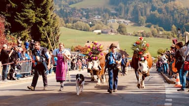 End of September is the traditionnal Désalpe in Charmey. Well organized with shuttles in and from the village, the main road is closed for the main event: the désalpe, where the cows come down from the 'alpage' for the winter. Cleaned up and dressed up with flowers, the cows - and their owners - come down with pride and for our great pleasure!