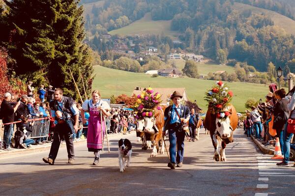 End of September is the traditionnal Désalpe in Charmey. Well organized with shuttles in and from the village, the main road is closed for the main event: the désalpe, where the cows come down from the 'alpage' for the winter. Cleaned up and dressed up with flowers, the cows - and their owners - come down with pride and for our great pleasure!