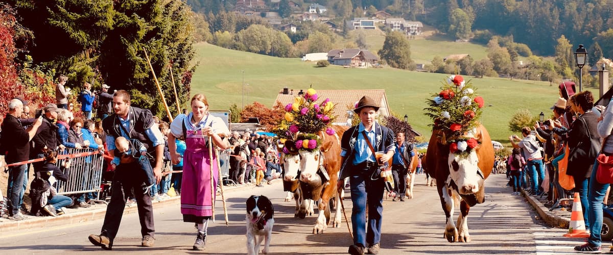A parade with people in traditional costumes and decorated cows walking down a street.