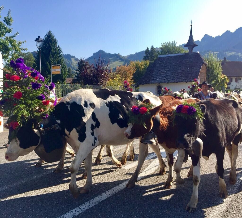 A thousand cows descending from the Swiss mountains during the tradition of the désalpe is a sight to behold #LifeAtExpedia #AmongTheLocals