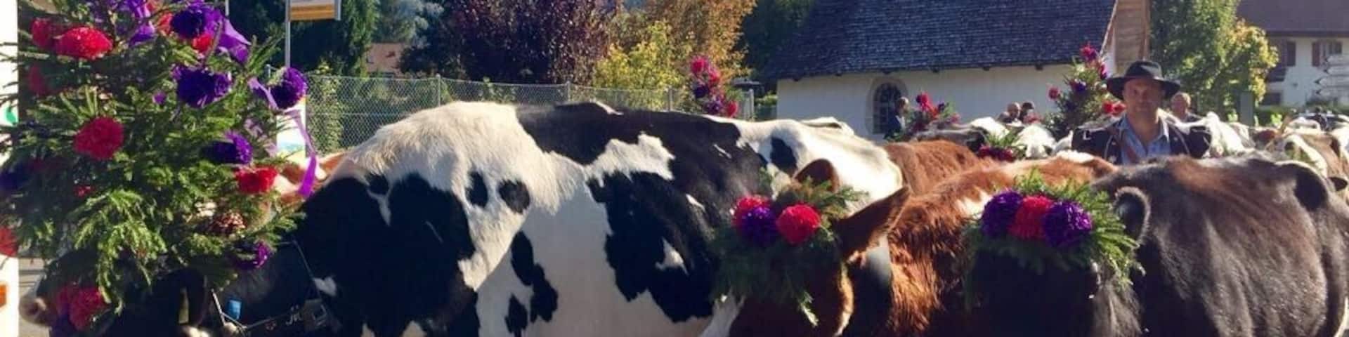 A procession of cows with flowers on their heads, walking down a street with a church and mountains in the background.
