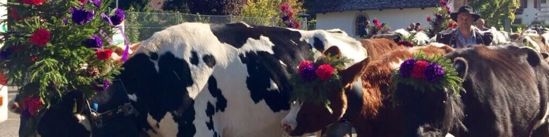 Un cortejo de vacas con flores en la cabeza caminando por una calle con una iglesia y montañas al fondo.