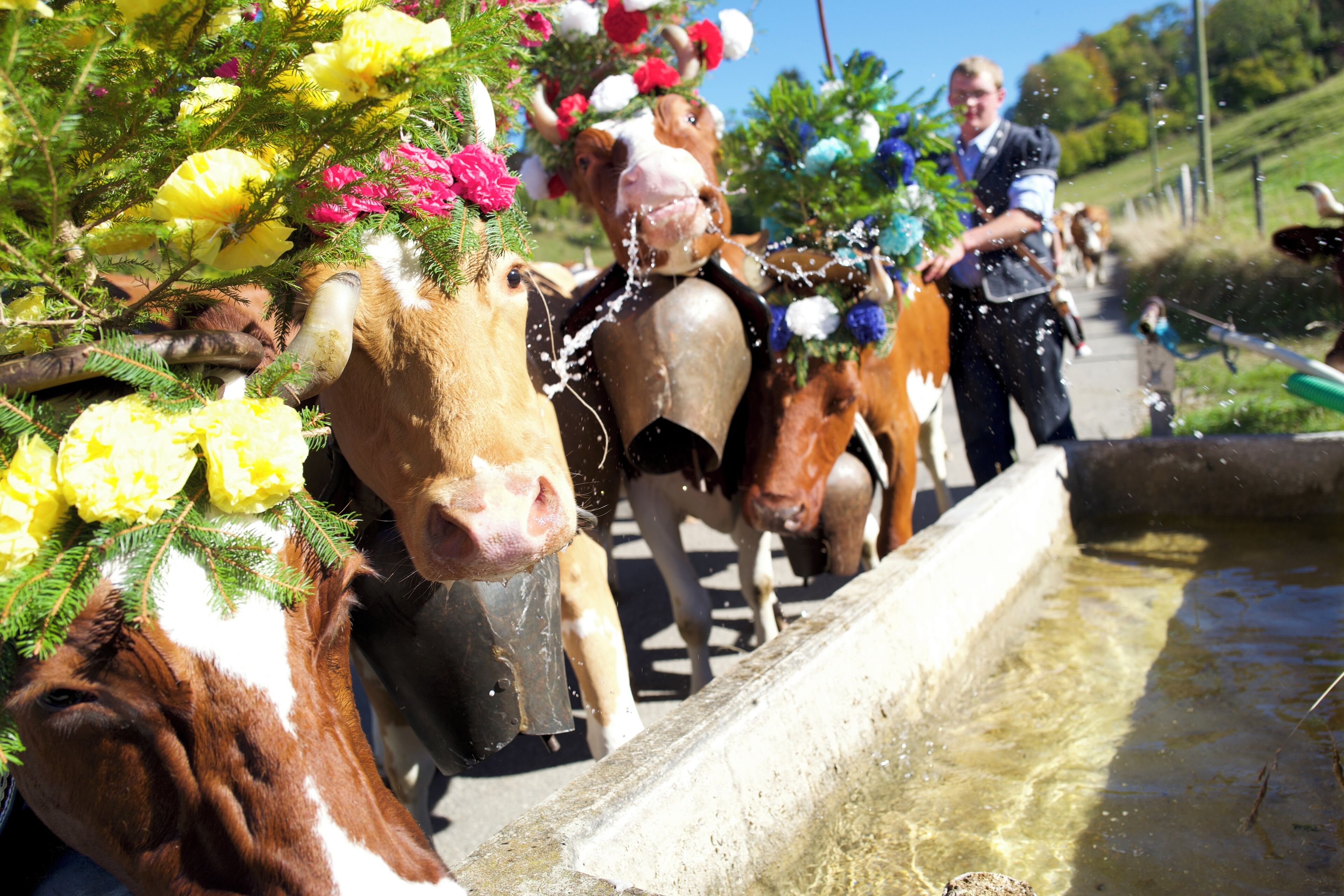Descente d'alpage (désalpe) ces braves vaches ont soif et font un arrêt non permis pour tenter de s'abreuver... Photo prise au Leica Q 28mm, postée sans aucune retouche.