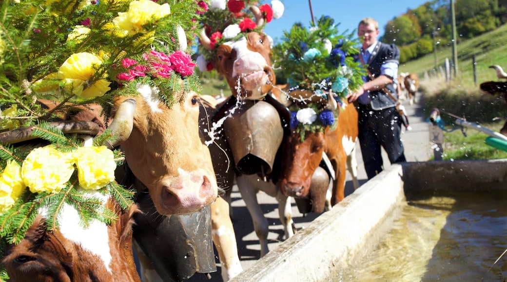 Descente d'alpage (désalpe) ces braves vaches ont soif et font un arrêt non permis pour tenter de s'abreuver... Photo prise au Leica Q 28mm, postée sans aucune retouche.