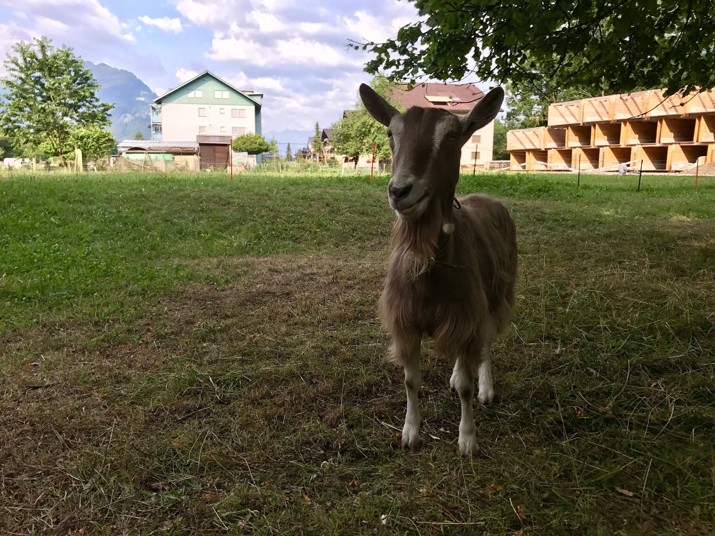 Just behind the boat station in Bonigen. 
