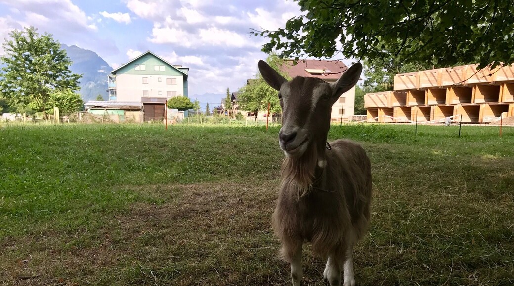 Just behind the boat station in Bonigen.