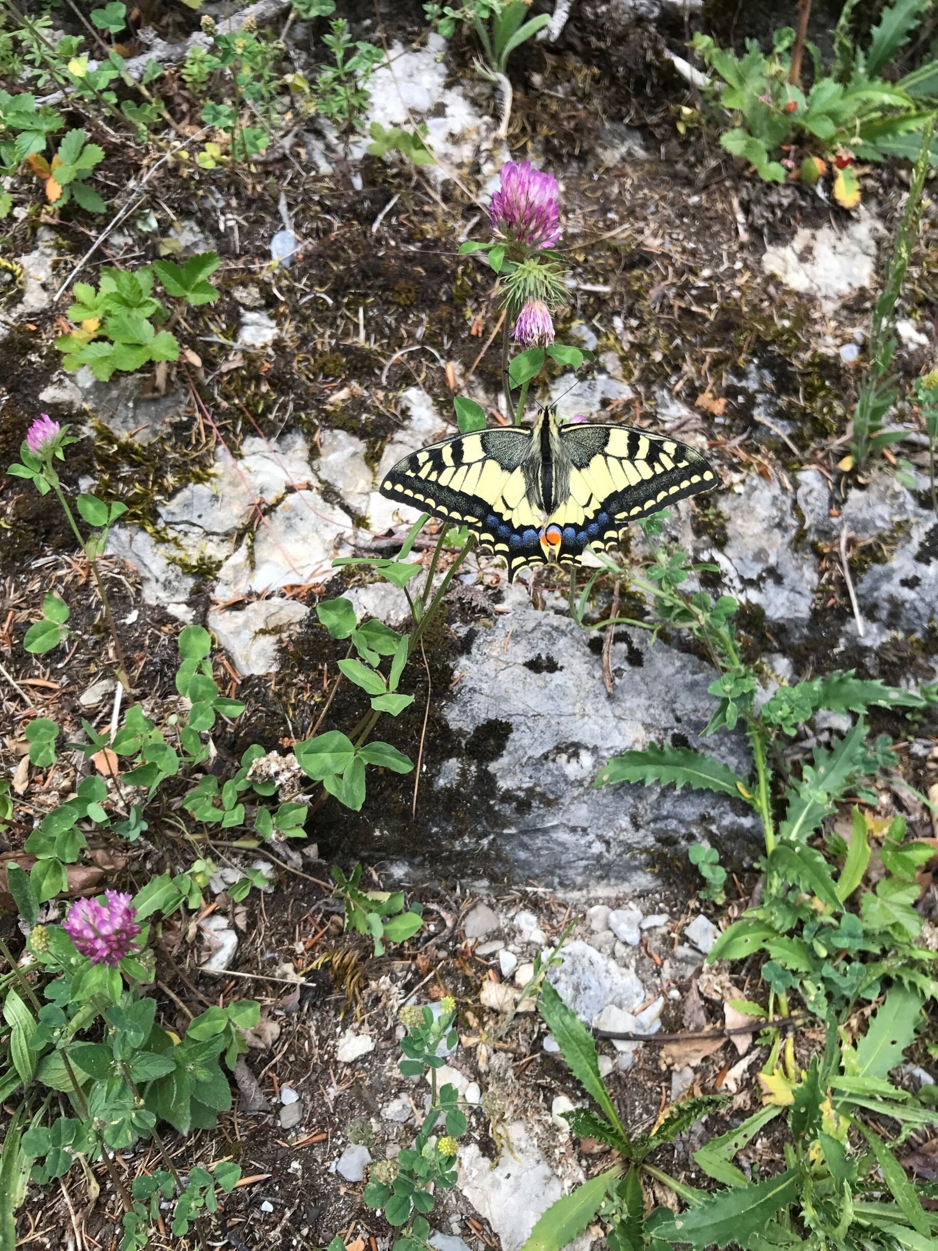 Monarch on the hike from Gissebach. 