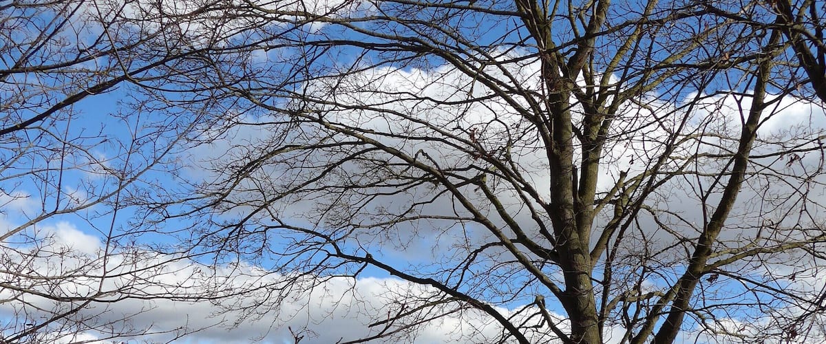 A leafless tree in a field with a clear sky.