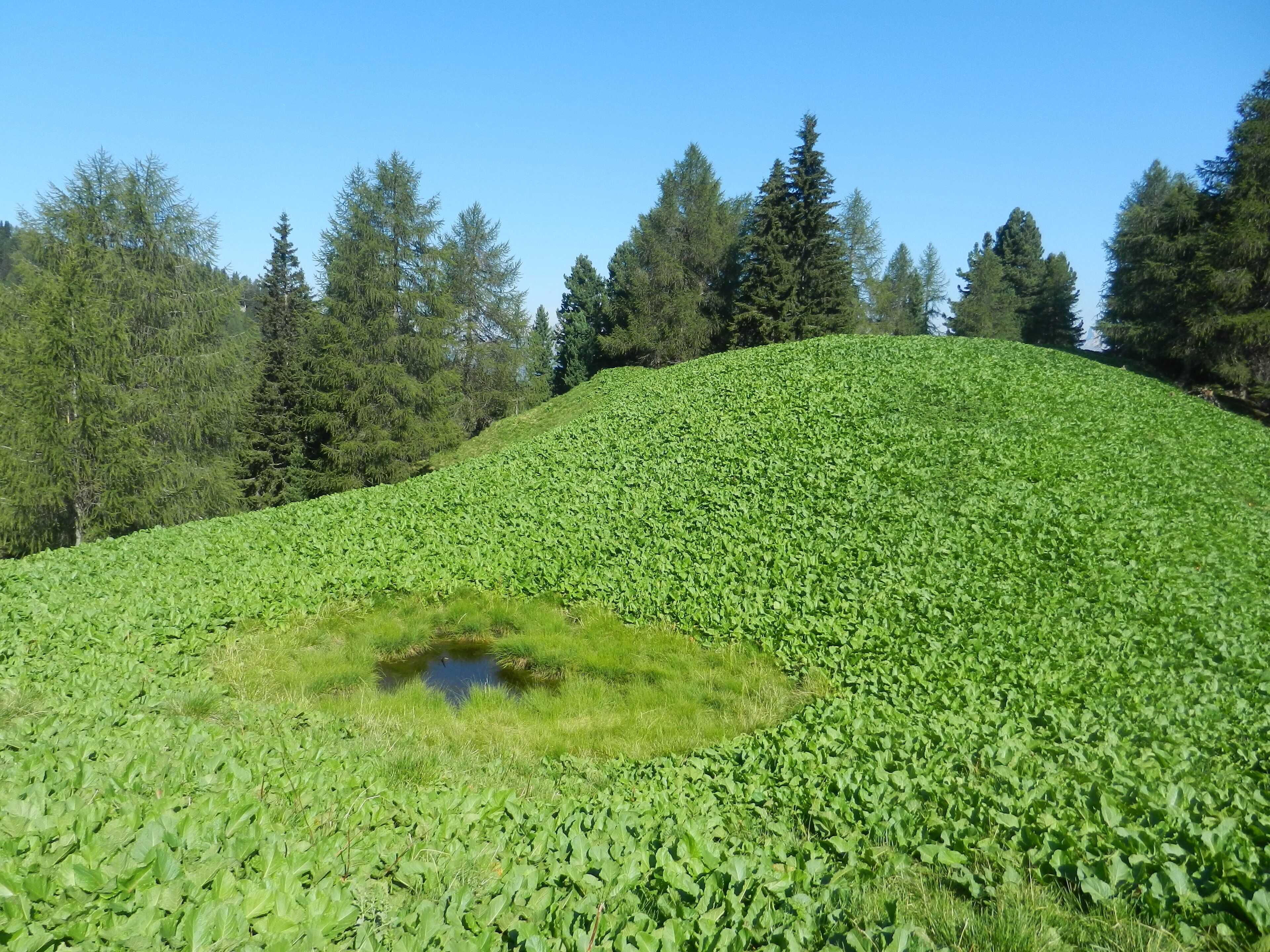 verdissima collina dei "slavazi"