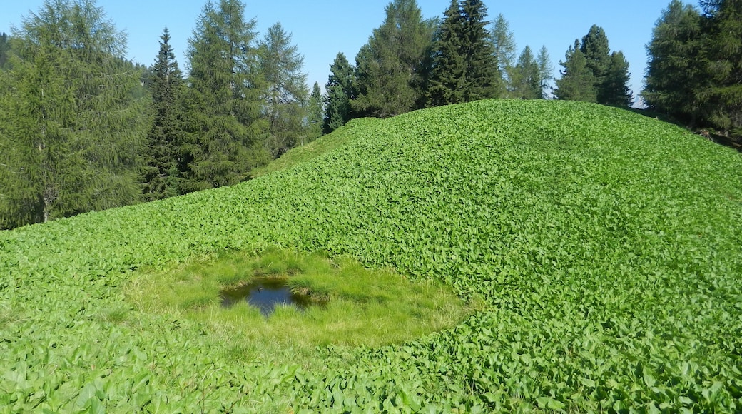verdissima collina dei "slavazi"