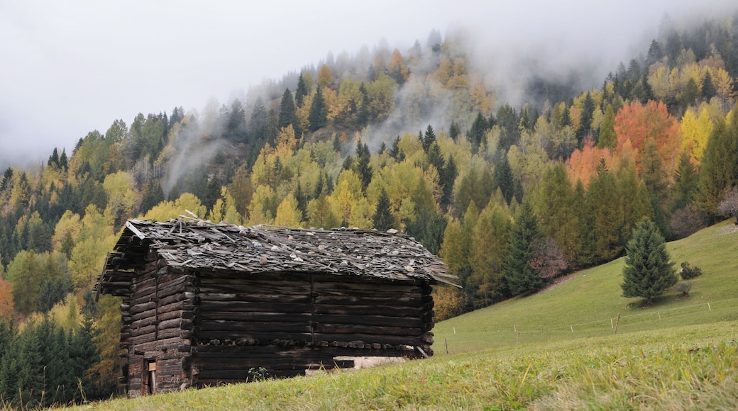 Scattata in Val di Fiemme, sulla strada per il Passo Rolle.