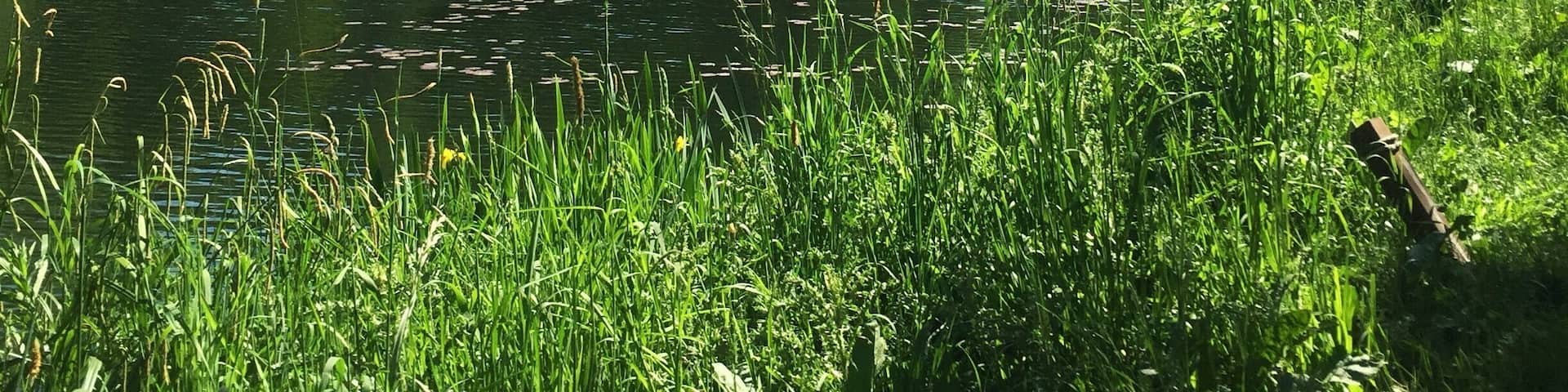 One of the two « Corot » ponds, named in reference to the painter Jean Baptiste Camille Corot (Ville d’Avray - France)
#pond #france #europe
May 2018 - Iphone 6