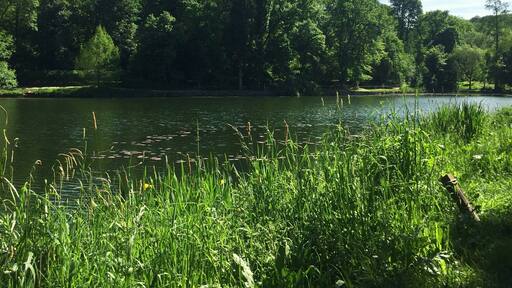 One of the two « Corot » ponds, named in reference to the painter Jean Baptiste Camille Corot (Ville d’Avray - France)
#pond #france #europe
May 2018 - Iphone 6