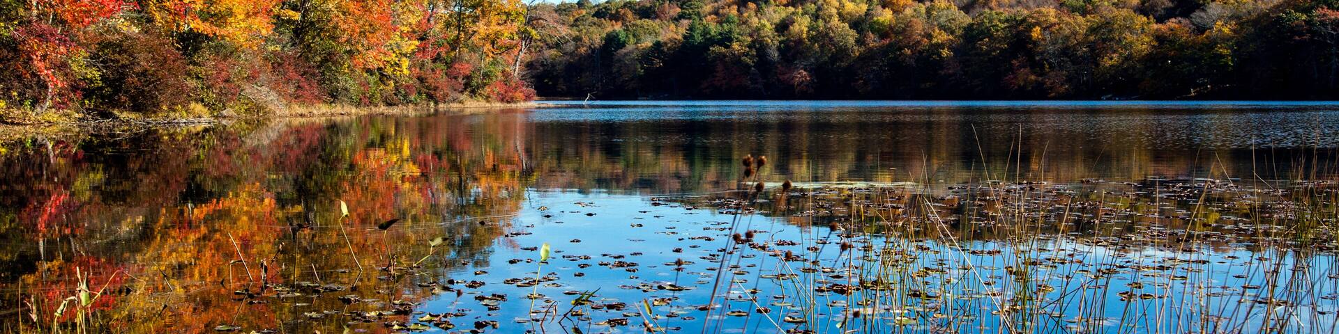 Fall foliage at Norwich Pond, Nehantic State Forest in Connecticut.