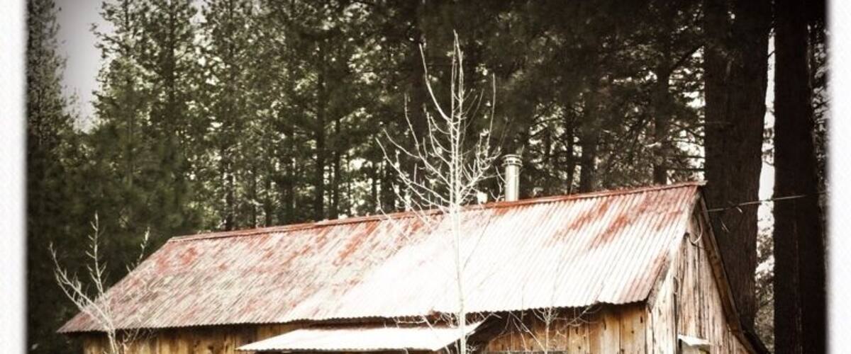 Cabin surrounded by daffodils in Clio California. #camp
#BestOf5