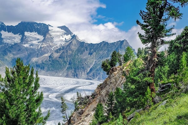 The view of the Aletschgletscher. Take the walk through the Aletsch forest ... #mountains