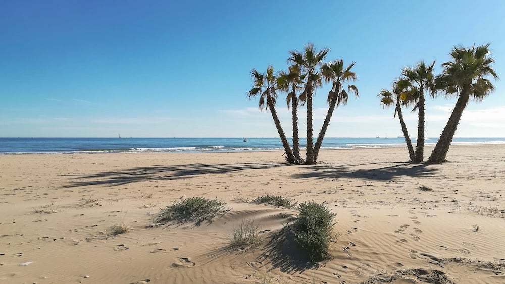 Palm trees on the beach of Canet de Berenguer, Valencia, Spain