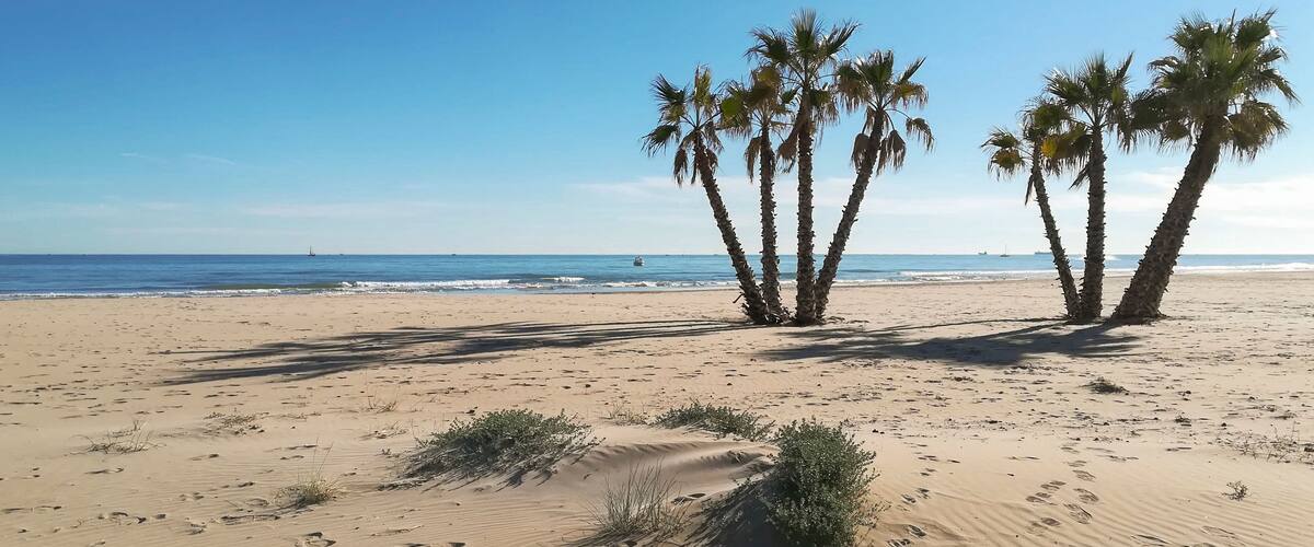 Palm trees on the beach of Canet de Berenguer, Valencia, Spain
