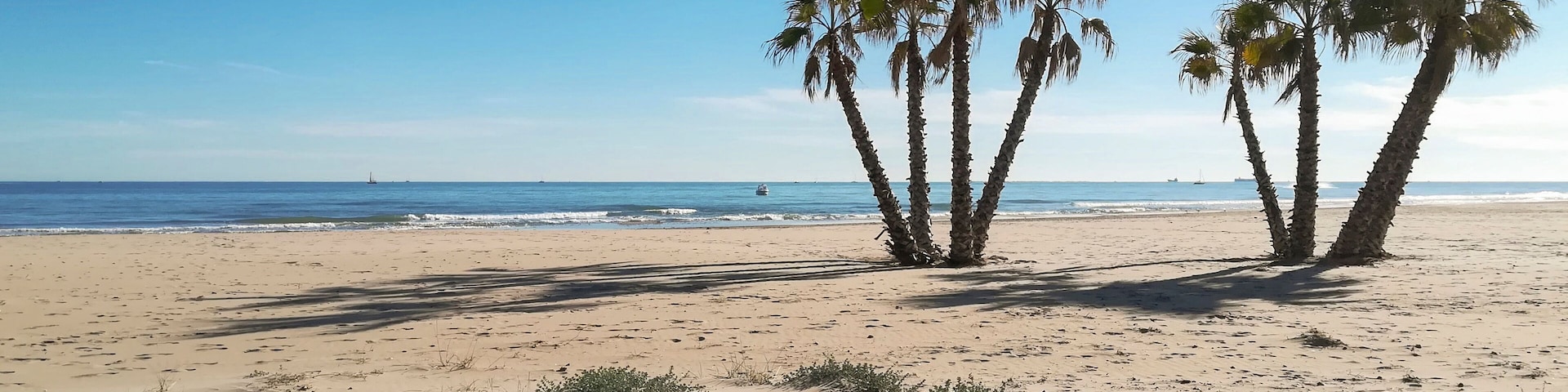 Palm trees on the beach of Canet de Berenguer, Valencia, Spain