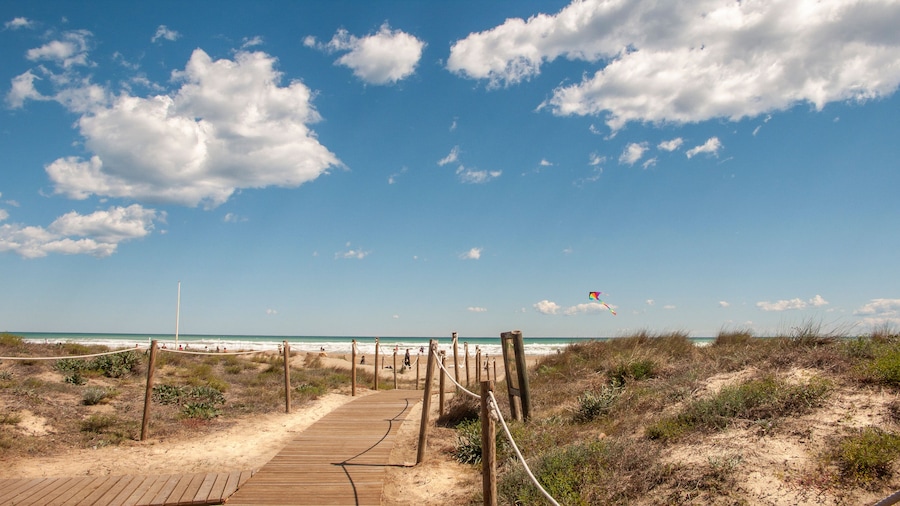 Camino de acceso a la playa rodeado de dunas con plantas y flores en un dia soleado de cielo azul en la costa del mediterraneo, Canet de Berenguer, valencia españa.