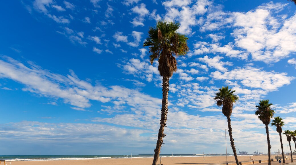 Valencia Malvarrosa Las Arenas beach palm trees in Patacona