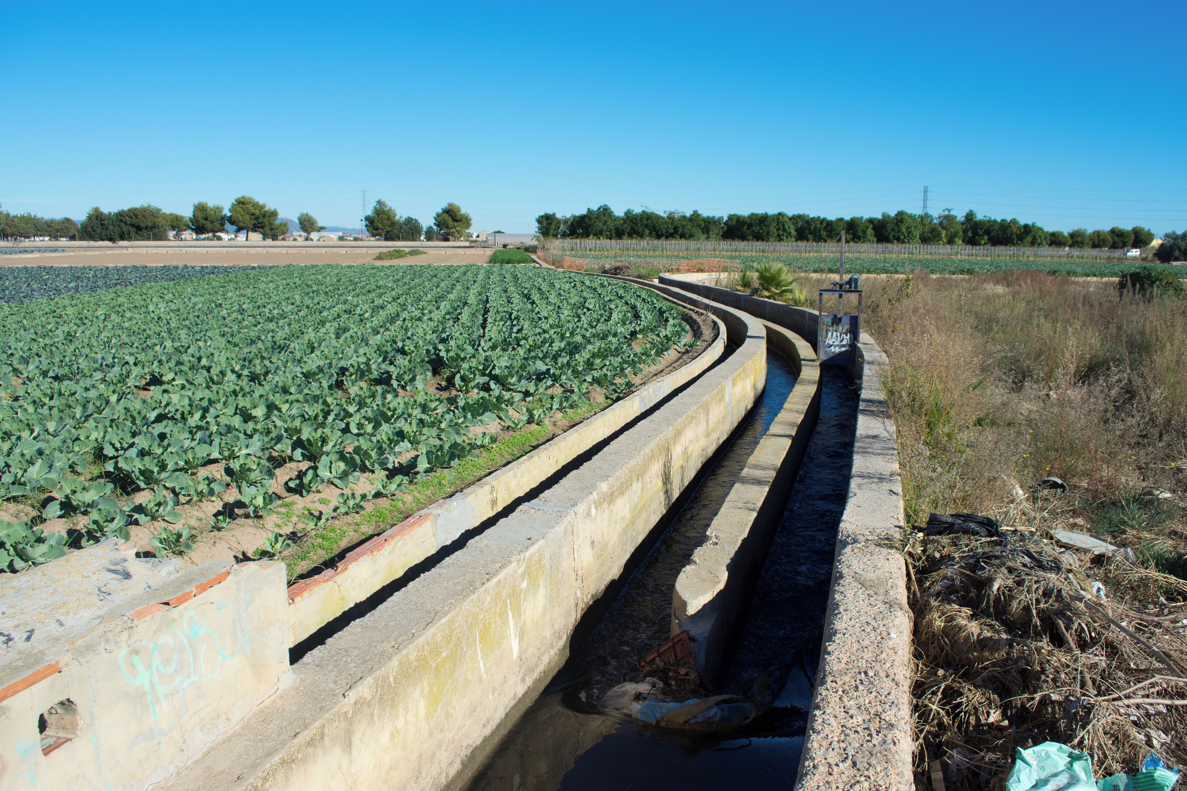 Llengües de Miracle-Gaiato.
