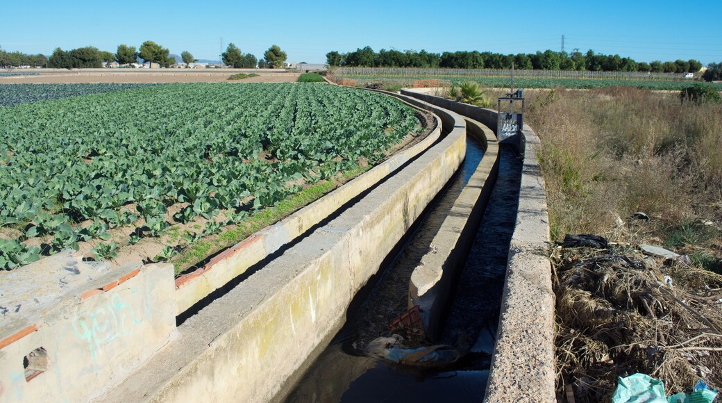 Llengües de Miracle-Gaiato.