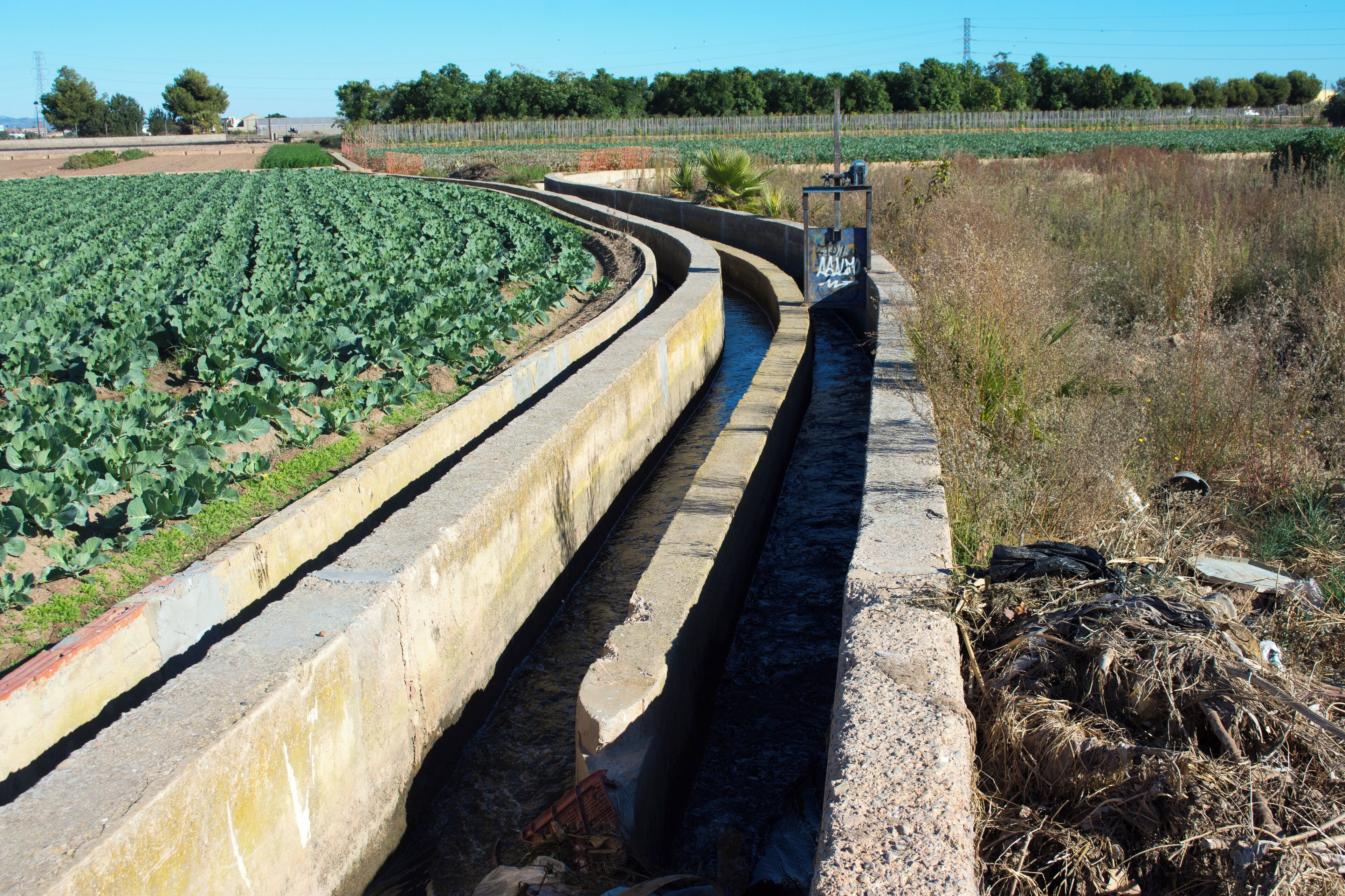 Llengües de Miracle-Gaiato.
