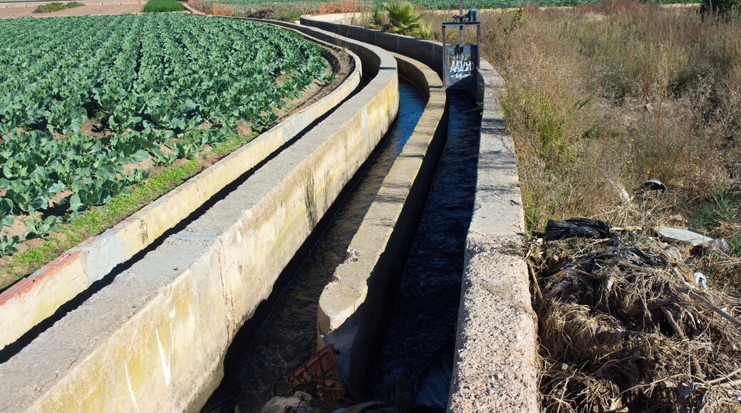 Llengües de Miracle-Gaiato.