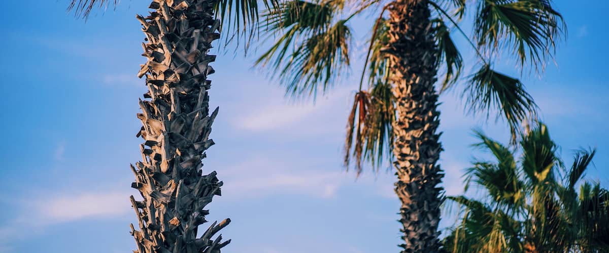 Tall palm trees against a clear blue sky.